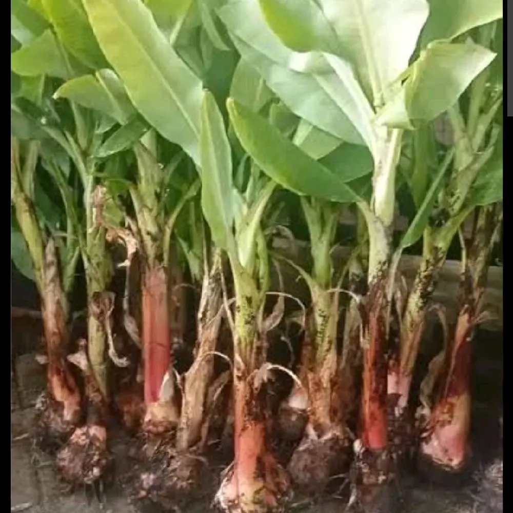 bibit pohon pisang raja unggul