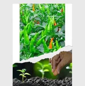 200 BUTIR BENIH CABE RAWIT HIJAU YANG PEDES