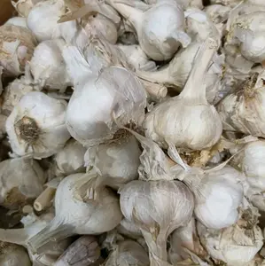 Bawang kating Pecahan / Pretelan bersih