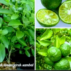 Pot atau benih tanaman  jeruk sambal