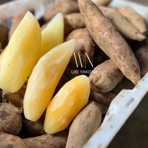 Ubi Yakon 500 Gram Isi 1-3 Bergaransi Kualitas Terbaik Asli dari Wonosobo untuk Nutrisi Sehat
