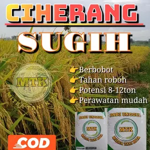 BENIH PADI CIHERANG SUGIH TERBARU KEMASAN 5KG