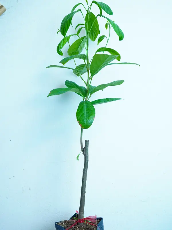Cây giống Dâu xanh Gia Bảo (dâu da xanh), cây dâu xanh 3