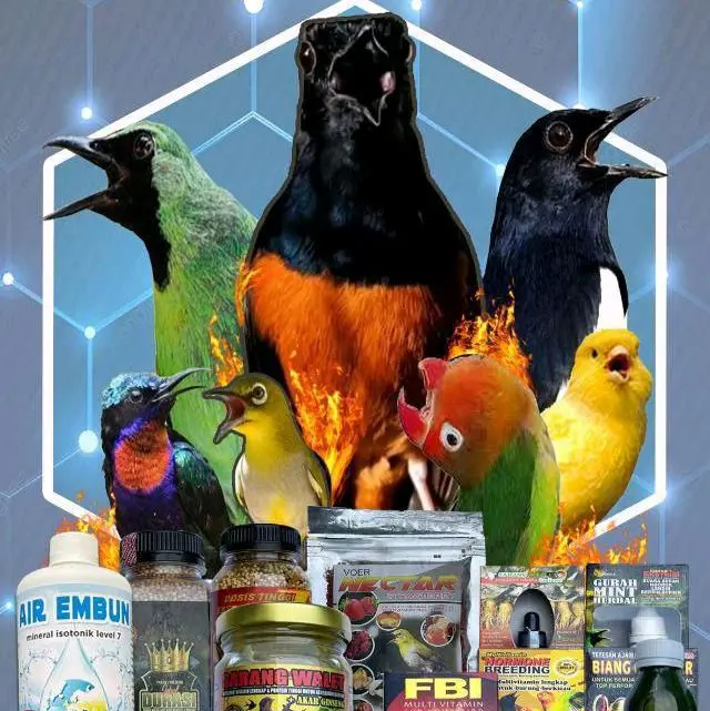 Obat Katarak Patent 200ml burung kicau 1