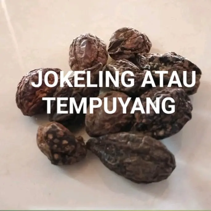 Tempuyang Kayu Rapet dan Majakani/paket 3 in 1 berat 150 gram Tea 4