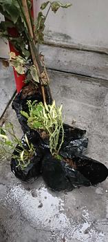 Product Review of Pot Tanaman Bahan Tanah Liat Paket 55 from T**8 1