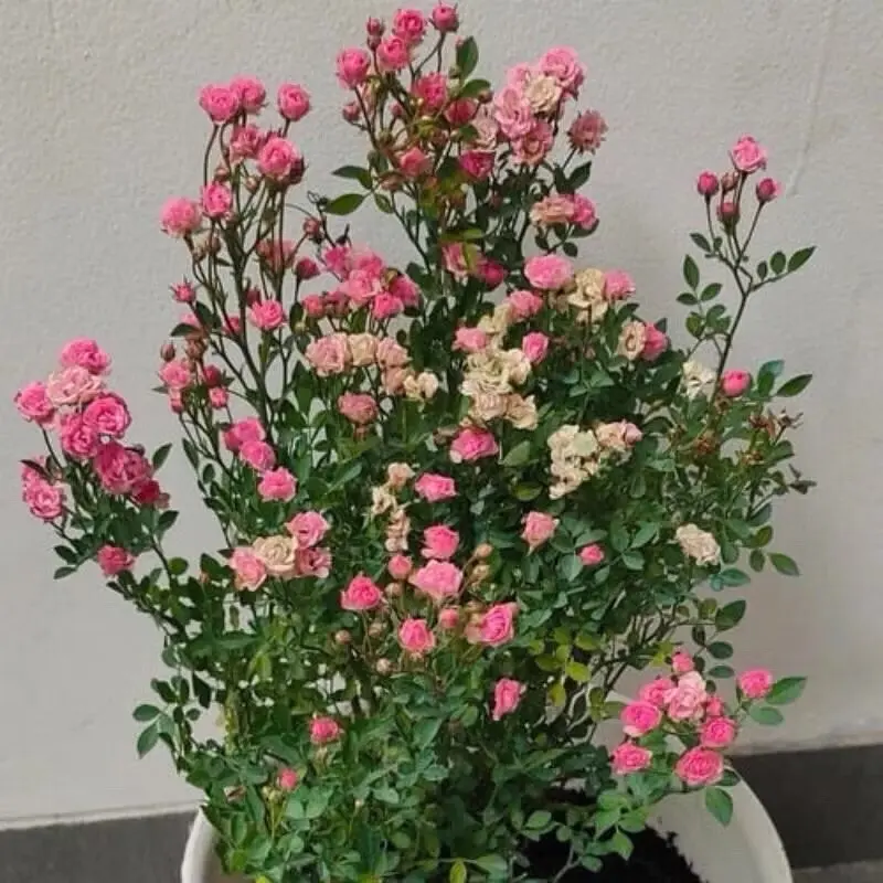 (Mawar Baby Rose Indukan) Artificial Plant