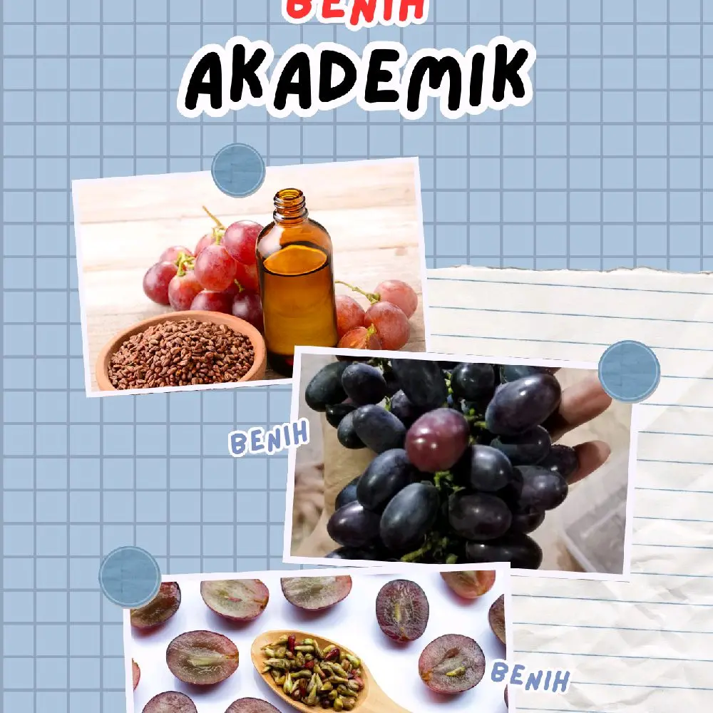 benih anggur akademik di jamin valid siap tanam