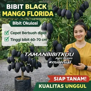 BELI 1 GRATIS 1 Bibit Black Mango Florida Unggul Pendek Cepat Berbuah Dipot