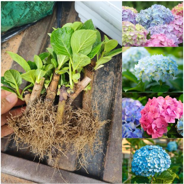 Cây hoa cẩm tú cầu giống ( 1 cây - Khách chọn màu ) - Chịu nhiệt tốt, hoa nở quanh năm