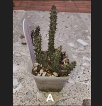 Gambar Stapelianthus Decaryi Kaktus Tanpa Media Tanam - B dari spider lover petshop Kota Bandung 4 Tokopedia