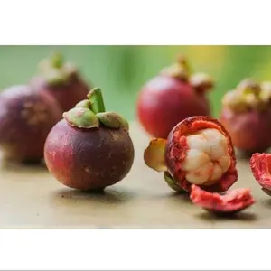 Bibit  Tanaman Pohon Buah MANGGIS Asli Super | cepat berbuah | bisa berbuah dalam pot | cocok untuk taman rumah anda