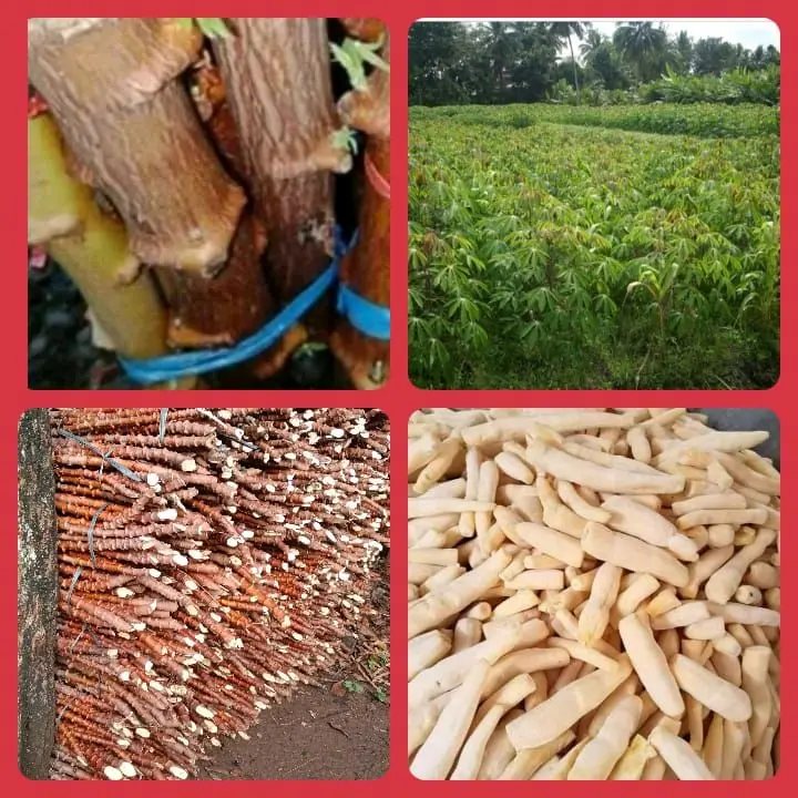 bibit singkong mentega 10 batang