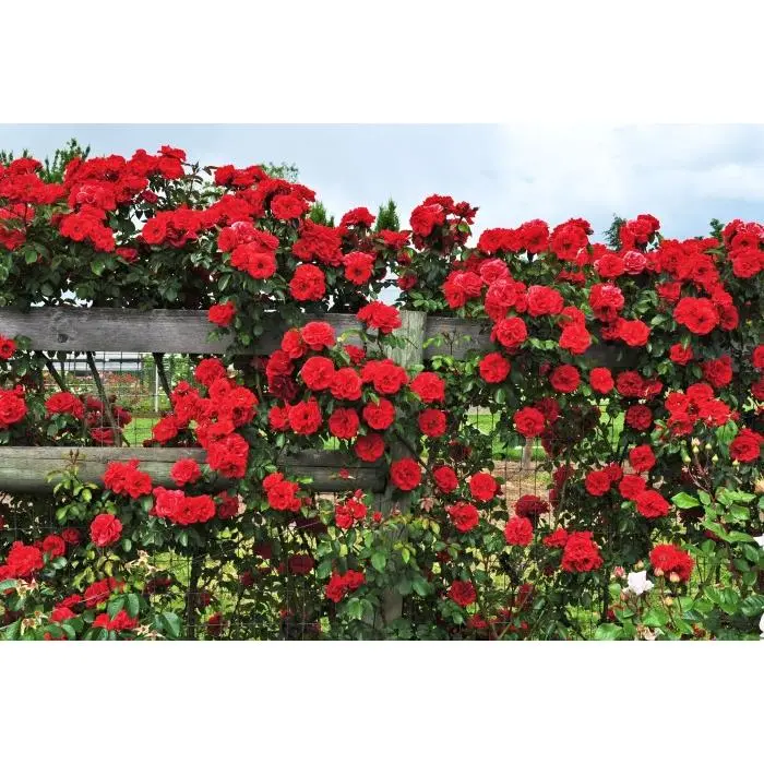 Bibit / Benih Biji Bunga Mawar Rambat Red Climbing Rose Isi 20 Biji