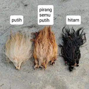 gubat rambut sapi pirang semu putih