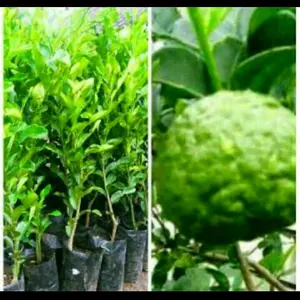 bibit jeruk purut hasil okulasi cepat berbuah untuk bunu masak ketinggian sekitar 60cm