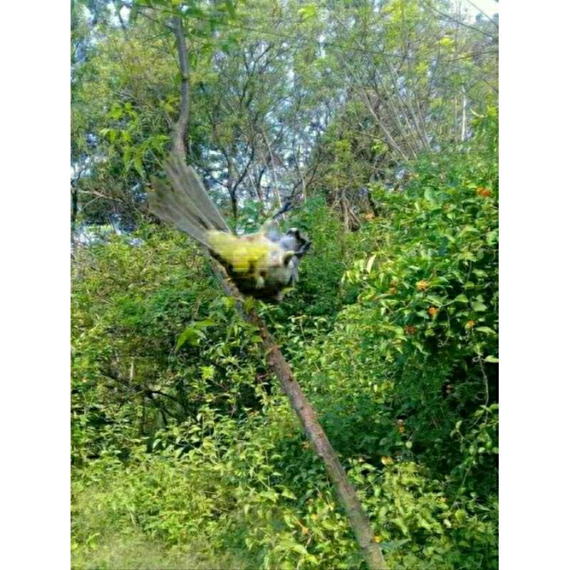 jaring burung/jaring burung kecil/jaring segala burung/jaring burung perkutut/jaring burung siap pasang 4