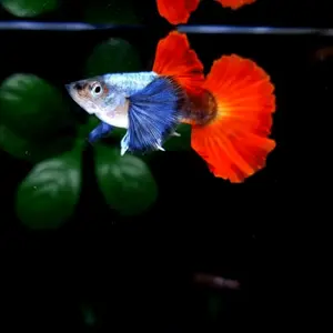 Hiasan aquarium PRTDE HALF MOON