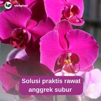 Gambar Workplant - Orchid Soil Mix Media Tanam Anggrek Premium Porous Anti Busuk Akar Untuk Semua Jenis Tanaman Hias Anggrek - 3 Liter dari workplant official Kota Surabaya 3 Tokopedia