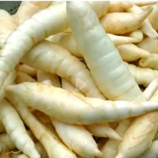 Umbi garut umbi irut per 1 kg mengatasi penyakit lambung Ubi