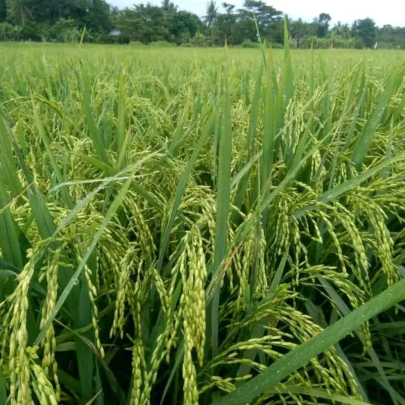 BENIH PADI MR 337 KEMASAN 5KG KUALITAS BENIH PADI PREMIUM 2