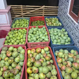mangga muda berbagai varian asem seger