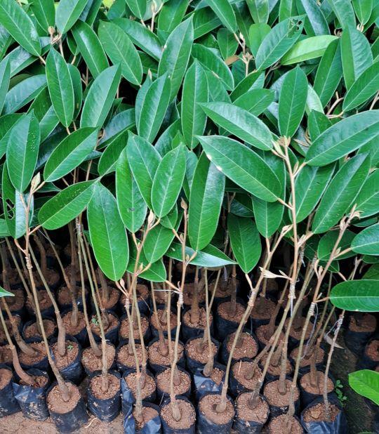 PAKET ISI 2 BIBIT DURIAN OKULASI