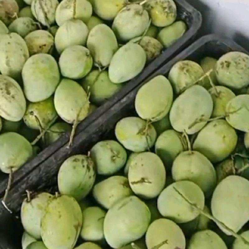 mangga muda rujak 1 kg, mangga ukuran besar, isi 3-6 pcs - Shop | Tokopedia