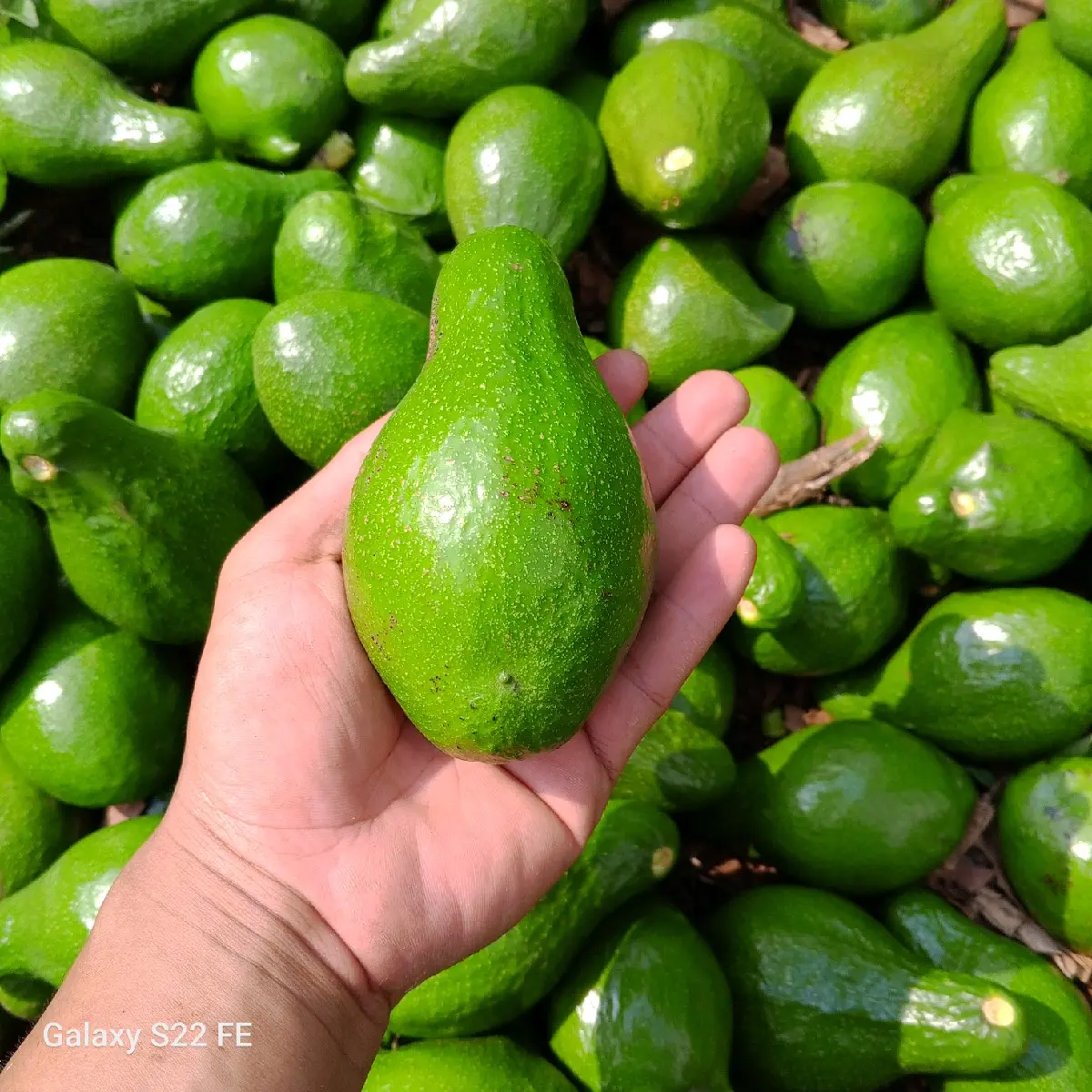 Alpukat Mentega 1/2 atau 500 gram isi 2   buah Alpukat Fresh Frozen