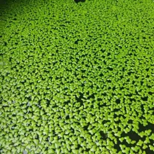 duckweed tanaman apung air