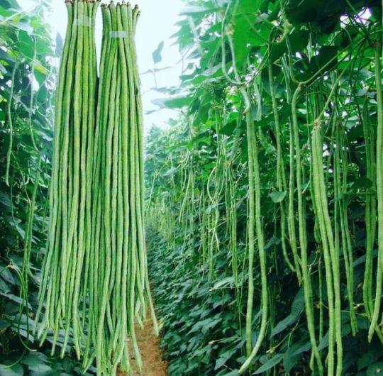 Benih Kacang Panjang Katon Tavi - 100 Biji