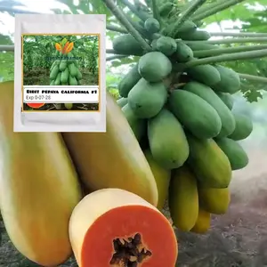 100 butir Benih Biji Pepaya California Madu super f1