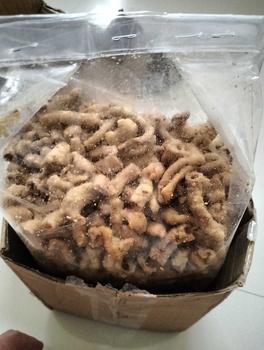 Product Review of 1KG-Remukan KRIPSUS USUS CRISPY-USUS KRISPI-KERIPIK USUS- harga murah from W**n 2