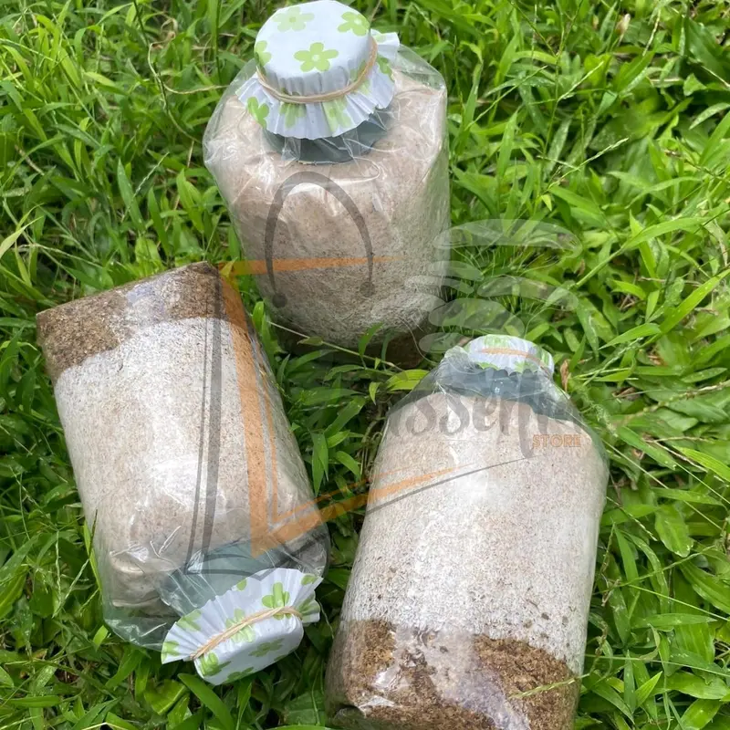 Bibit Jamur Kuping Hitam f2 siap tanam ke media tumbuh Benih jamur komposisi dedak  Padi dan Jagung bibit jamur tiram serbuk tabur benih jamur tiram gratis kayu Sayur beli 1