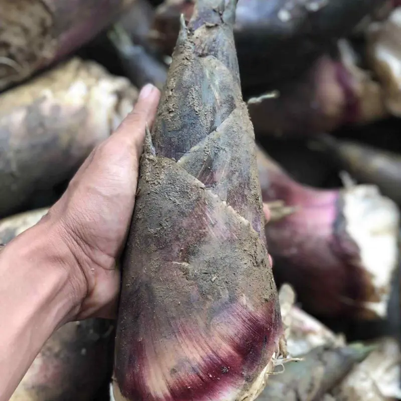 Combo 2 hộp măng tre ngâm tỏi ớt chua cay 3
