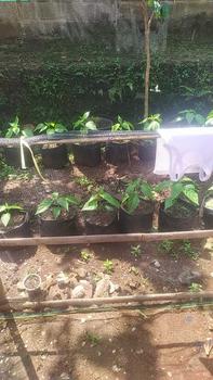Product Review of Waring Jaring ukuran 30m x 120cm / Waring jaring Kebun, Kolam ikan, Kandang Ayam Dll from s**a 0