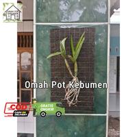 Gambar Pot Anggrek Ijuk Aren Hitam Fullpot Papan Tempel - 12x22cm dari Omah Pot Kebumen Kab. Kebumen 1 Tokopedia