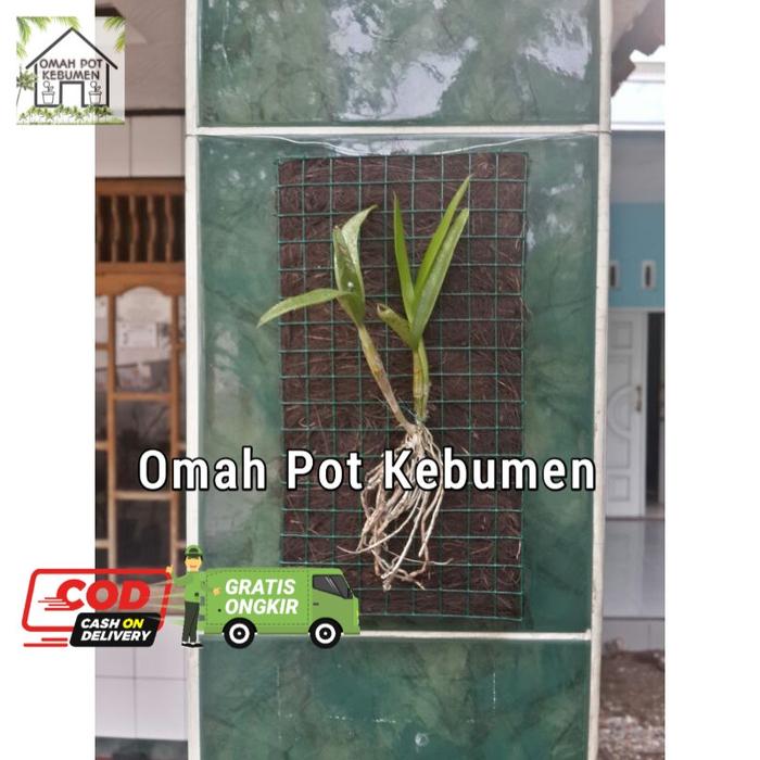 Gambar Pot Anggrek Ijuk Aren Hitam Fullpot Papan Tempel - 12x22cm dari Omah Pot Kebumen Kab. Kebumen Tokopedia