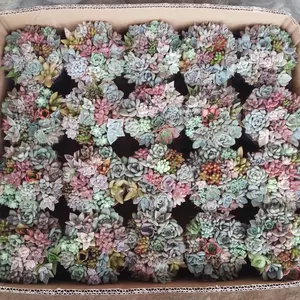 Sukulen Cupcake Mix / Rainbow cake Warna Warni