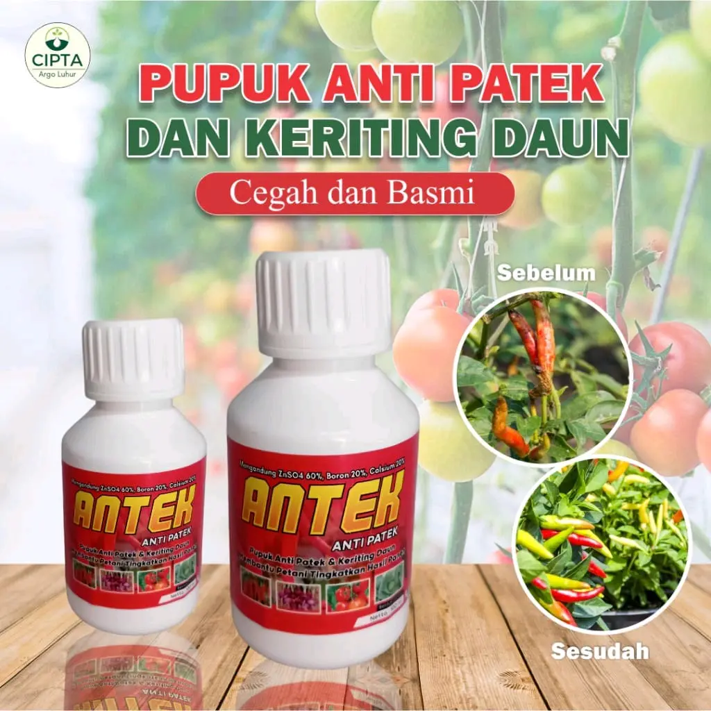 Pupuk Anti Patek Patek dan keriting Daun