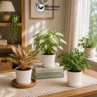 Gambar Workplant - Pot Krisan 16 (Isi 6pcs) Pot Tanaman Minimalis Estetik Bahan Awet Satu Set Tatakan Minim Kotor Untuk Semua Jenis Tanaman Tanaman Indoor Outdoor dari workplant official Kota Surabaya 4 Tokopedia