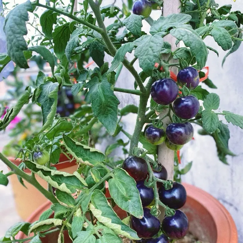 10 Biji Tomat Ungu Import