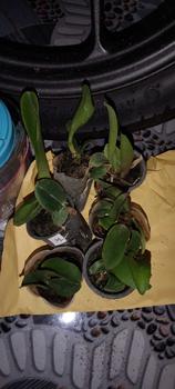 Product Review of RIEKE ARTIFICIAL PLANT ANGREK CATTY 6 PCS - KUALITAS TERJAMIN ESTETIK from s**l 0