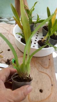 Product Review of pot merah anggrek harga serba seratus ribu from B**a 1