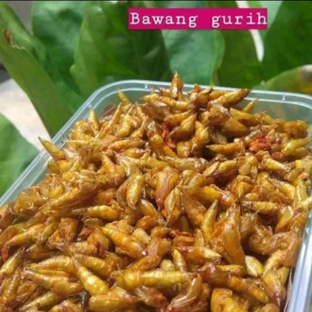 Entung Pohon Johar Kepompong Johar Goreng Gurih