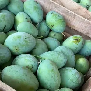 Mangga Manalagi Tua MENTAH Masih ASEM putih Tidak matang pohon