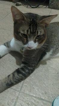 Product Review of Makanan Kucing Bolt 800gr dan 1kg All Varian Repack Adult dan Kitten whiskas from R**🐱 0