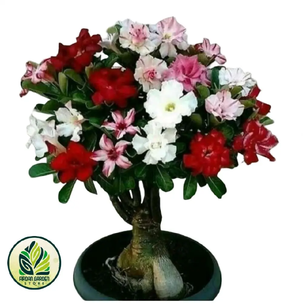 TANAMAN HIAS ADENIUM KAMBOJA JEPANG BUNGA TUMPUK//ADENIUM CABANG SERIBU 5 WARNA TERLARIS