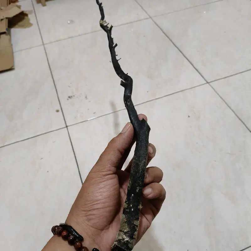 Bahan akar bahar hitam lentur kualitas super batang rata,padat dan berserat. 7