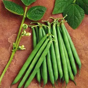 BENIH SAYURAN BUNCIS BEBY KENYA